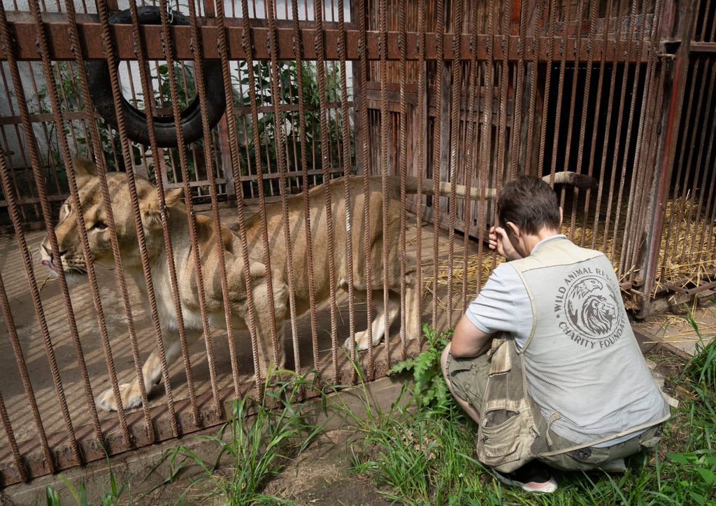 Natalia Popova, 50, sits next to a lion cage at her animal shelter in Kyiv region, Ukraine. Photo: AP