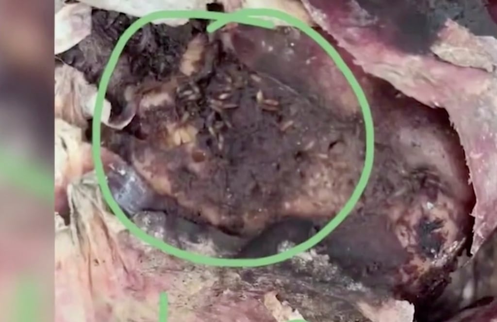 One of the images of meat from the school which triggered outrage and prompted the authorities to investigate. Photo: Handout One of the images of meat from the school which triggered outrage and prompted the authorities to investigate. Photo: Handout