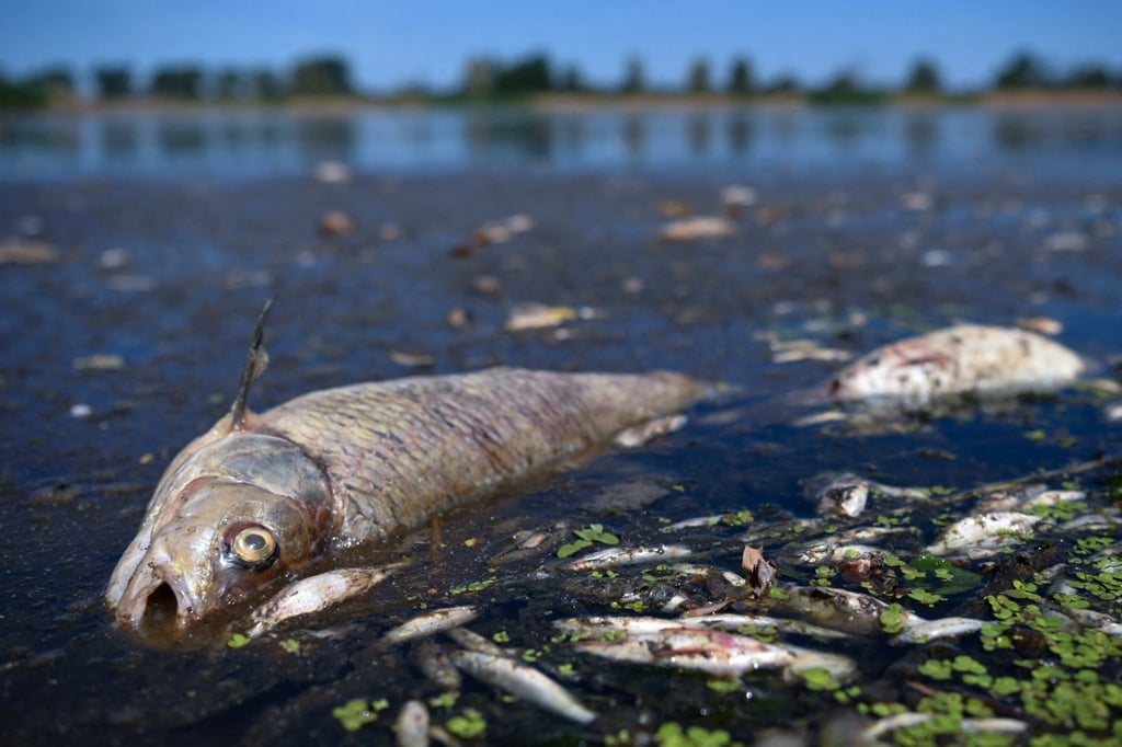 Volunteers have been collecting dead fish that have washed ashore on the bank of the Oder River on the German-Polish border. Photo: Reuters