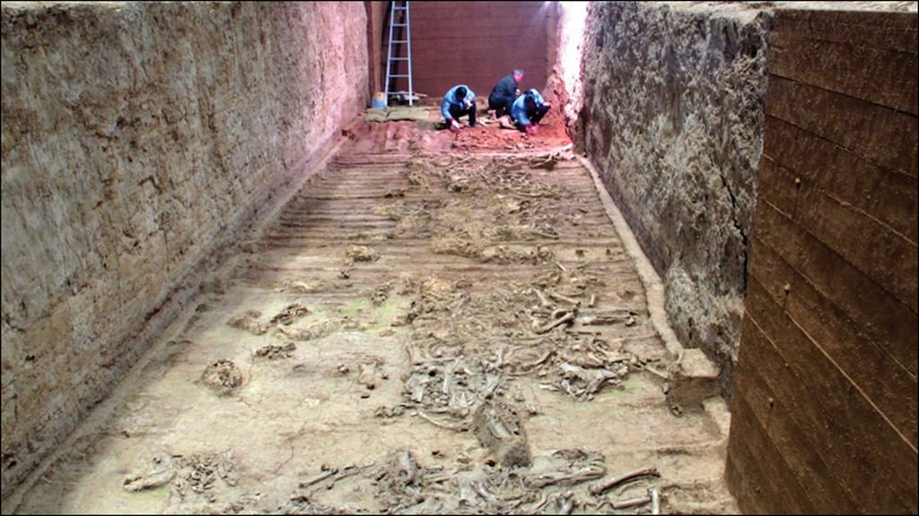 The researchers could only analyse the visible horses because they are not allowed to be moved for conservation and tourism reasons. Photo: Cambridge University Press