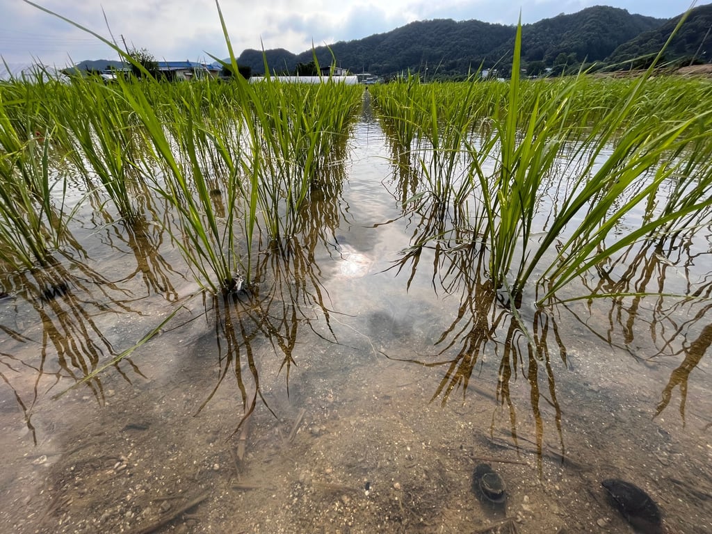 Heirloom rice growing at Woobo Farm, east of Seoul, South Korea. Photo: Matthew C. Crawford Heirloom rice growing at Woobo Farm, east of Seoul, South Korea. Photo: Matthew C. Crawford