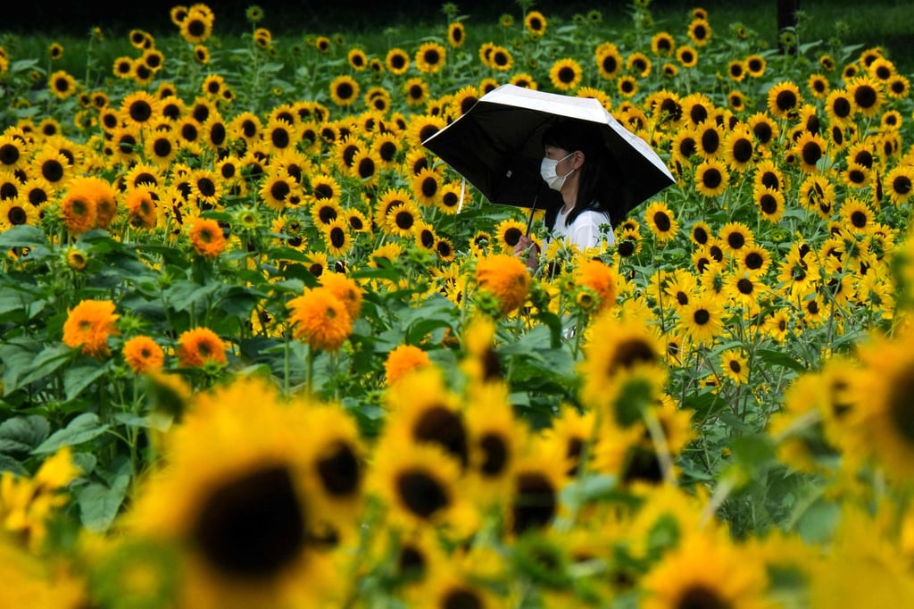 A woman walks through a field of sunflowers at a park in Tokyo. A relatively large number of young Japanese women took their own lives amid the pandemic, according to the study. Photo: AFP A woman walks through a field of sunflowers at a park in Tokyo. A relatively large number of young Japanese women took their own lives amid the pandemic, according to the study. Photo: AFP