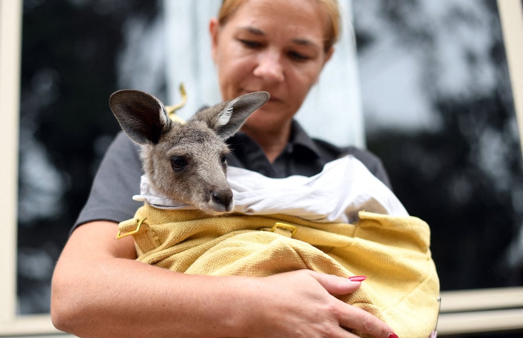 A kangaroo rescued from forest fires on the outskirts of Sydney is seen on January 9, 2020. Photo: AFP