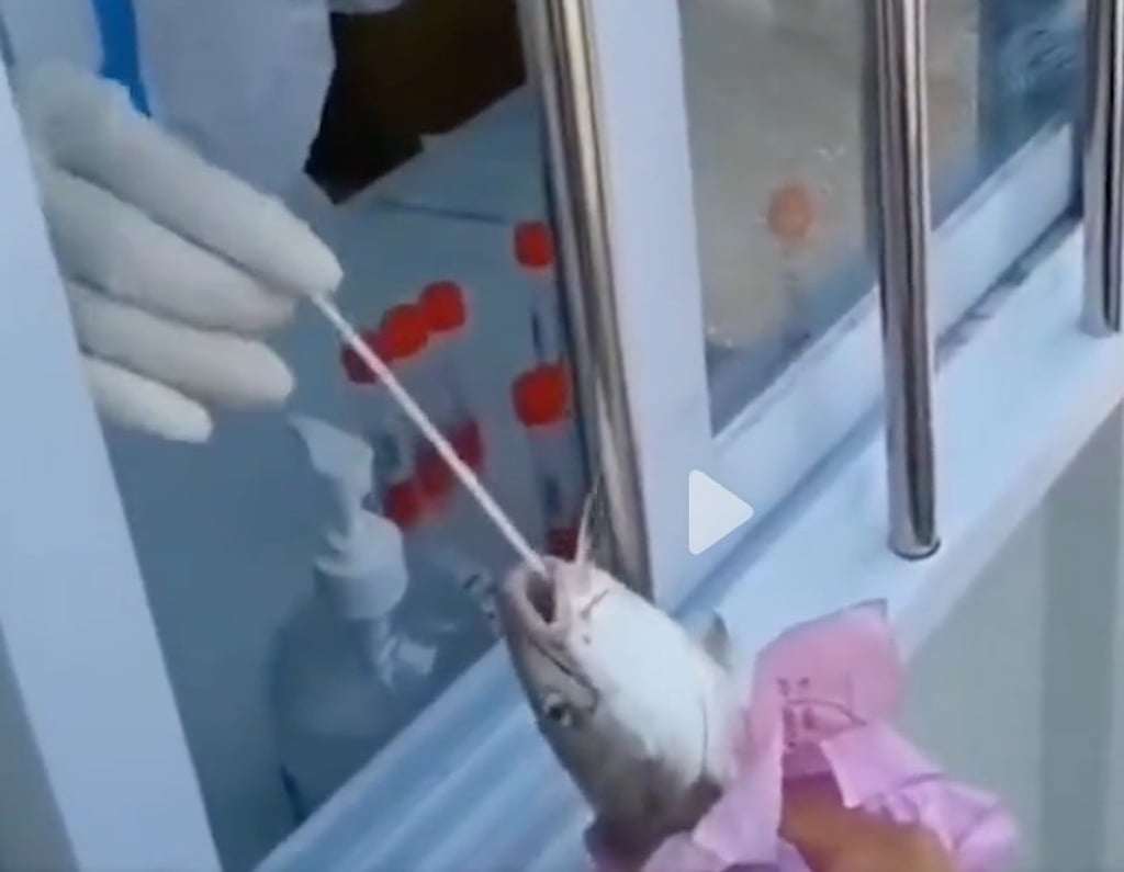 A video circulating online shows workers in white hazmat suits inserting a cotton bud into the mouth of a fish, and rubbing buds along the bodies of crabs and shrimps. Photo: Toutiao A video circulating online shows workers in white hazmat suits inserting a cotton bud into the mouth of a fish, and rubbing buds along the bodies of crabs and shrimps. Photo: Toutiao