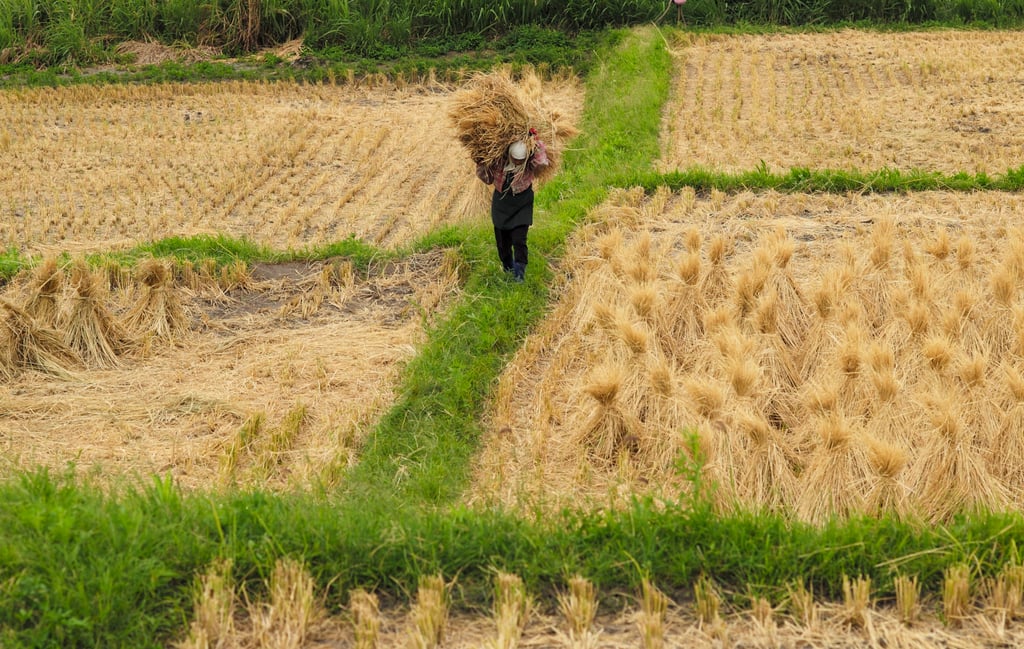 A farmer carries straw at a rice field in Hualien County, eastern Taiwan. Governments across the world are grappling with how to increase renewables in their energy mix without harming agriculture practices or alienating farmers. Photo: AFP A farmer carries straw at a rice field in Hualien County, eastern Taiwan. Governments across the world are grappling with how to increase renewables in their energy mix without harming agriculture practices or alienating farmers. Photo: AFP