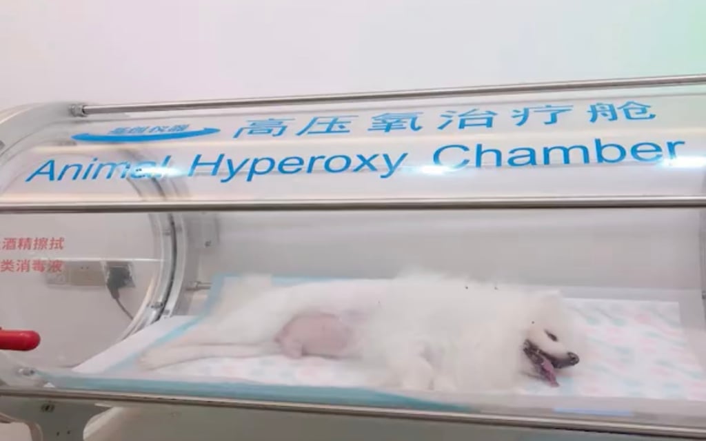 Qiuqiu has had a number of ailments requiring expensive treatments in his short life, with acute renal failure shortly before his latest illness developed. Photo: Weibo