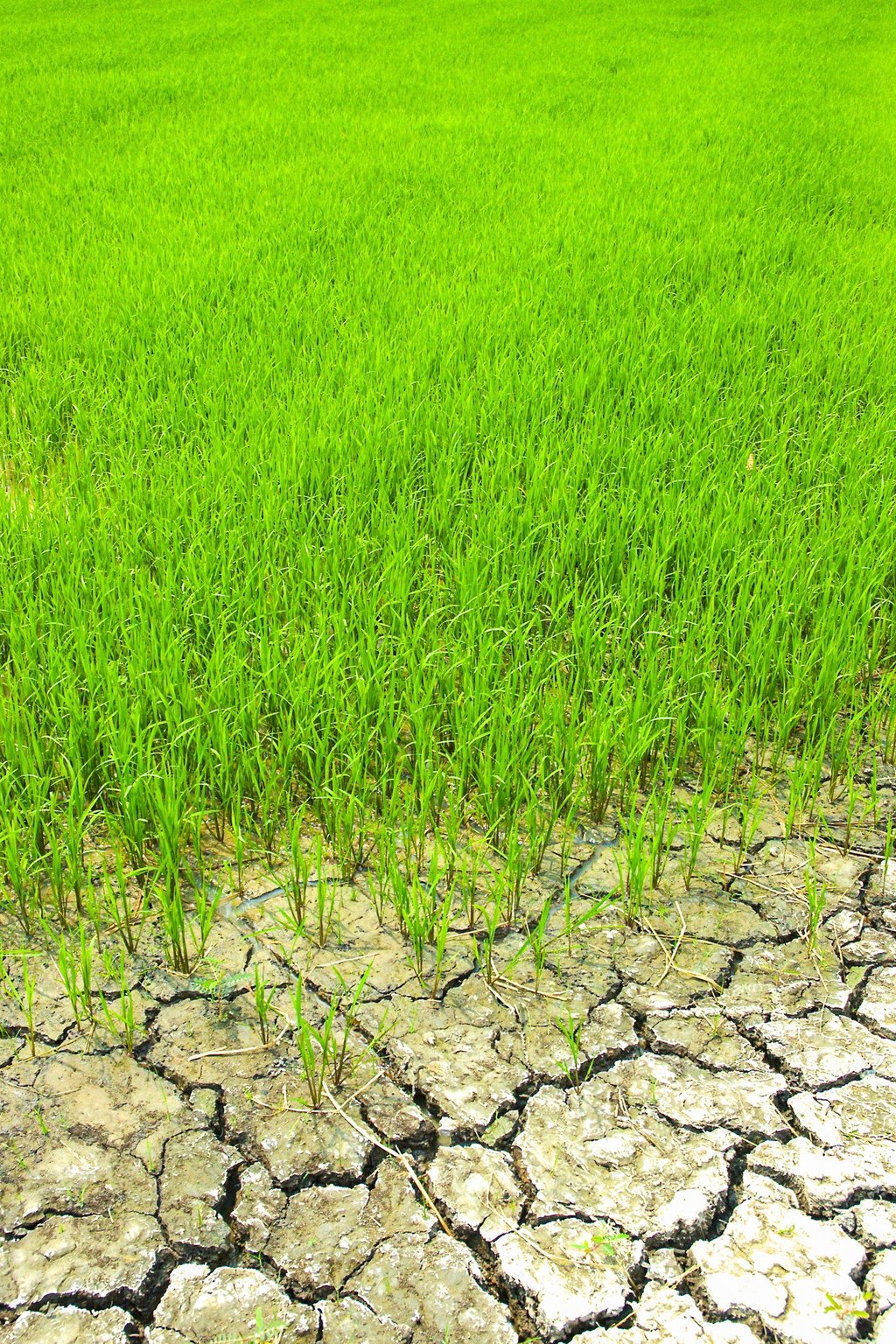 Weather And Rice Goddess Are Central To Thai Farmers Lives A Good weather-and-rice-goddess-are-central-to-thai-farmers-lives-a-good