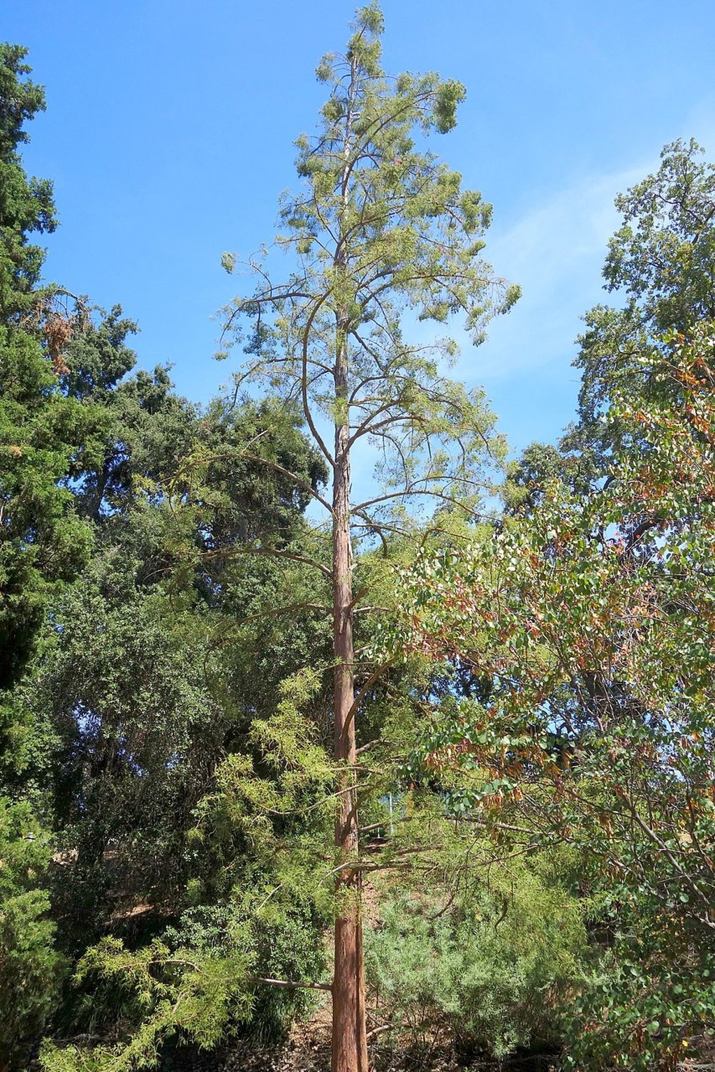The Chinese swamp cypress, also known as Canton water pine.