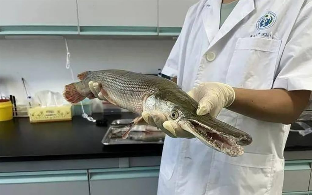One of the largest freshwater fish commonly found in the southern part of the US and Mexico, the torpedo-shaped fish is often known as a ‘living fossil’. Photo: Huanqiu.com One of the largest freshwater fish commonly found in the southern part of the US and Mexico, the torpedo-shaped fish is often known as a ‘living fossil’. Photo: Huanqiu.com