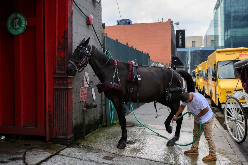 A worker prepares a carriage horse outside a stable in Manhattan.Photo: AFP A worker prepares a carriage horse outside a stable in Manhattan.Photo: AFP
