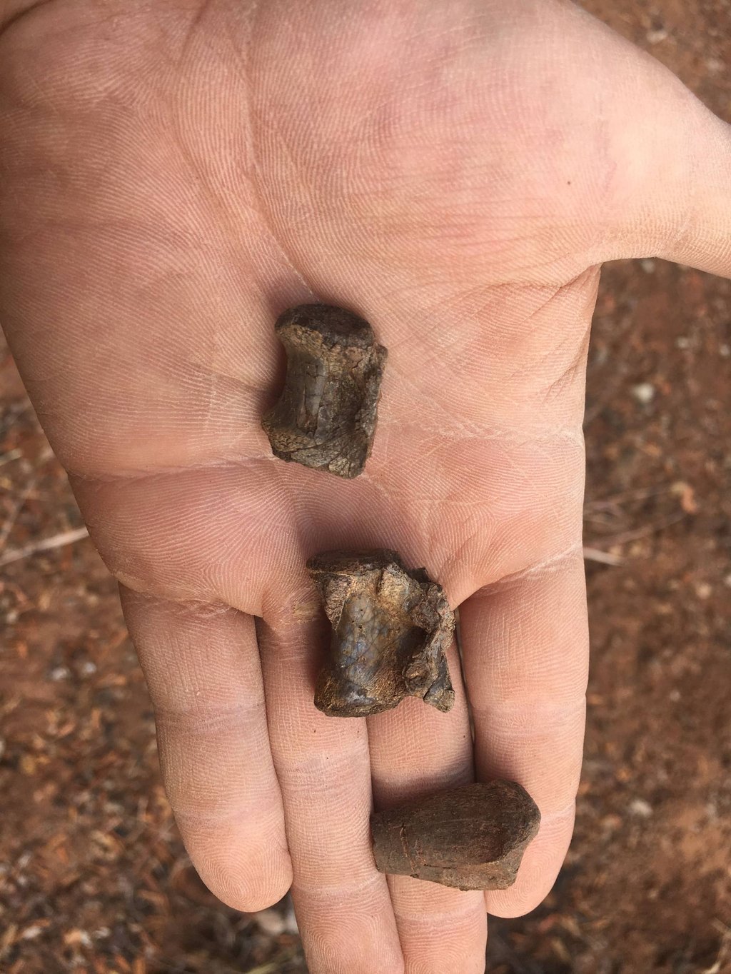 Scientist Christopher Griffin holds tail bones and a limb end of a Mbiresaurus in the Zambezi Valley in northern Zimbabwe in May 2019. Photo: Christopher Griffin/Virginia Tech University via AFP