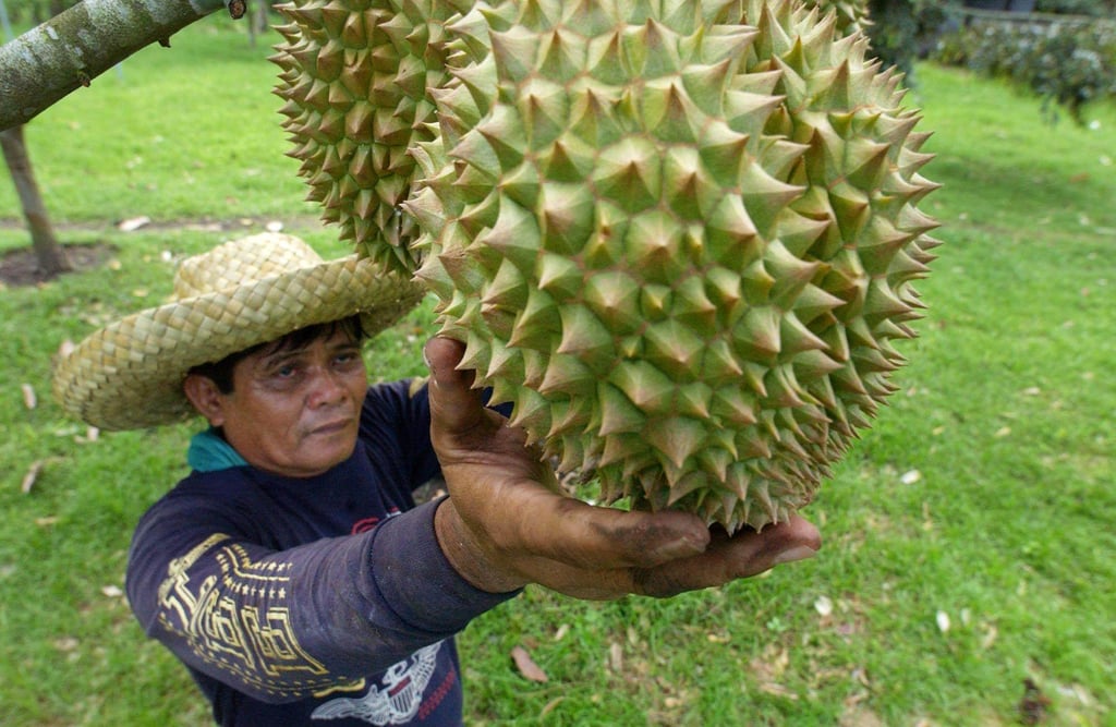 A Filipino farmer unripe durian fruits at a farm in southern Mindanao island. File photo: AFP