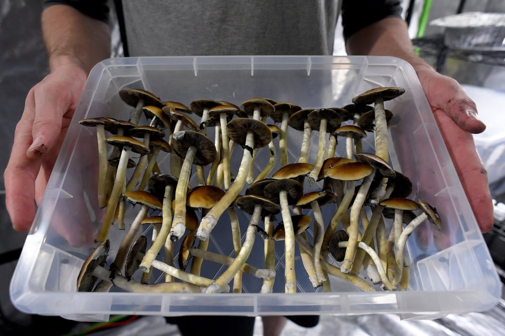 Harvested Mazatapec psilocybin mushrooms in Denver, Colorado. Photo: Getty Images