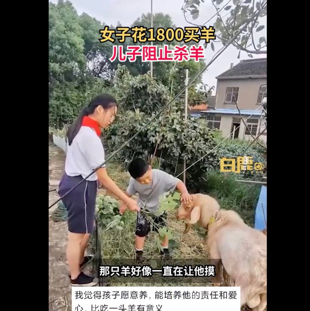 The boy and an unidentified woman pet and feed the sheep. Photo: Weibo