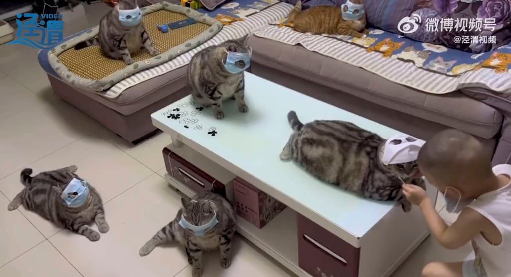 The boy’s cat’s did not resist the tests, but they did not cooperate either. Photo: Weibo The boy’s cat’s did not resist the tests, but they did not cooperate either. Photo: Weibo