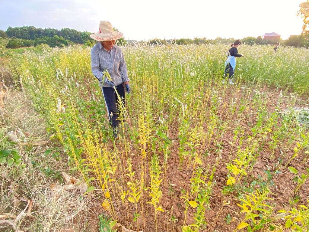 Zhang Yue, farmer in Jiangxi province, walks through her struggling crop of sesame. Photo: He Huifeng Zhang Yue, farmer in Jiangxi province, walks through her struggling crop of sesame. Photo: He Huifeng