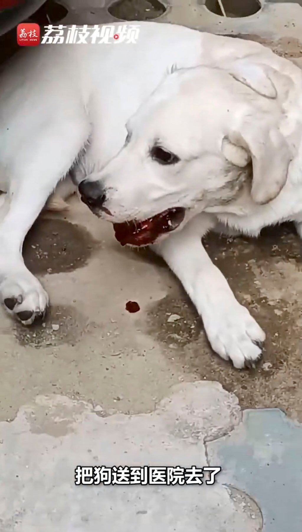 The dog lies on the ground after it was pushed out of the window. Photo: Weibo The dog lies on the ground after it was pushed out of the window. Photo: Weibo