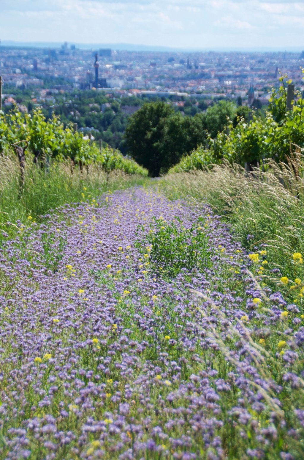 Vienna is the only capital city in the world which has vineyards within its city limits. Photo: Peter Neville-Hadley