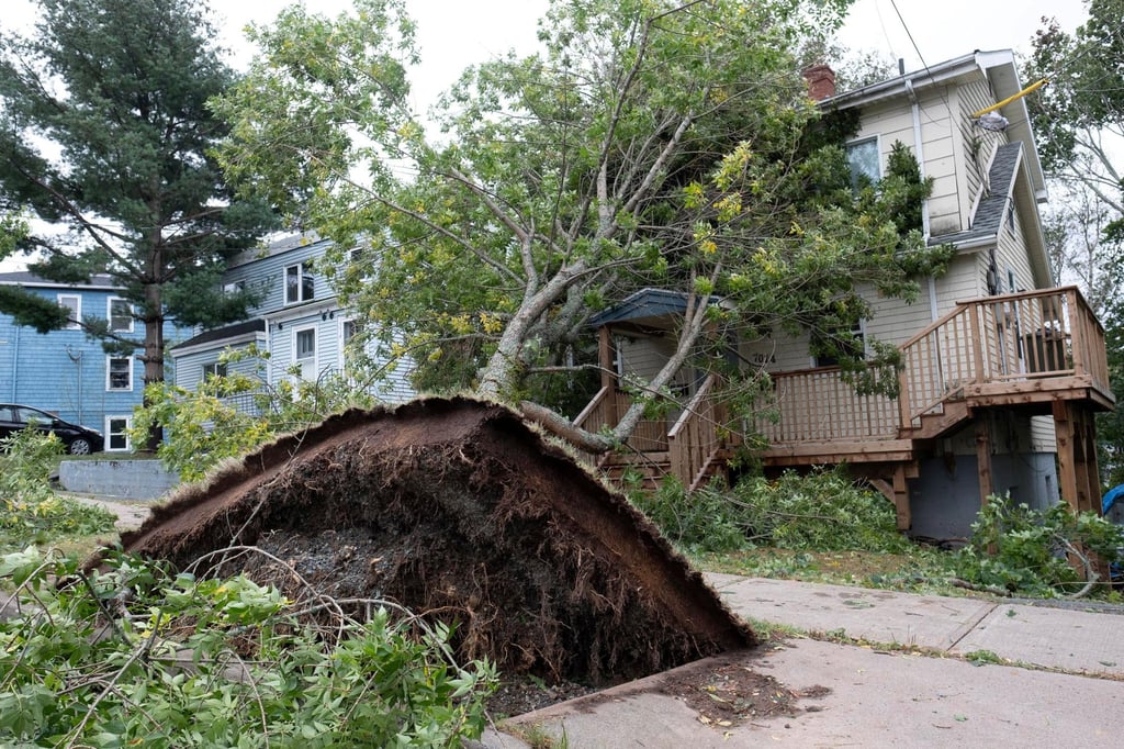 A fallen tree lies on a house in Halifax, Nova Scotia. Photo: Reuters
