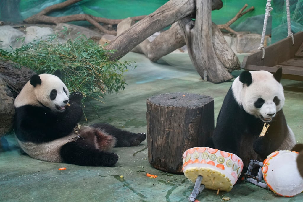Tuan Tuan and Yuan Yuan with their 18th birthday cake at Taipei Zoo on August 30. The giant pandas were gifts from mainland China in 2008. Photo: Taipei Zoo via AP