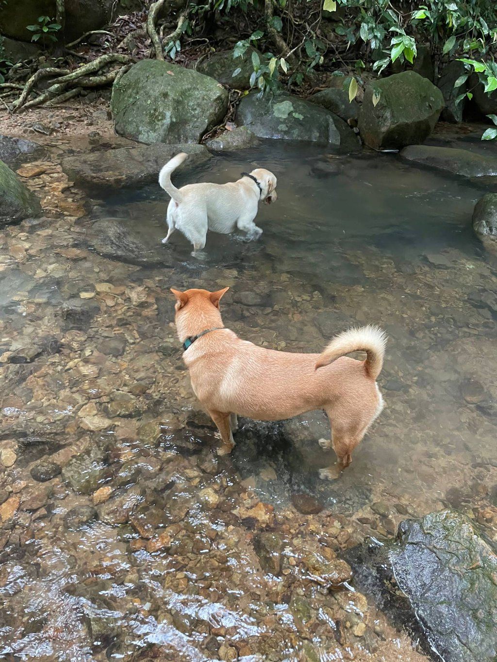 Buchi (top) was most likely infected while playing in water while hiking, says his owner, Tong Jun-wan. Photo courtesy of Tong Jun-wan