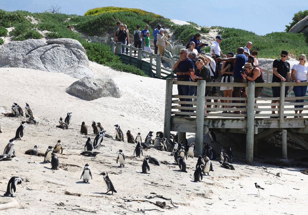 More penguins dying from bird flu at South Africa’s Cape Town beach