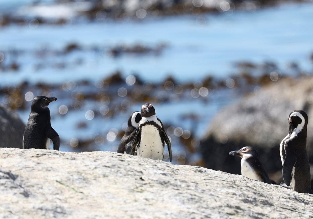 A group of penguins stand on a rock at the Boulders penguin colony in Cape Town, South Africa. Photo: Reuters A group of penguins stand on a rock at the Boulders penguin colony in Cape Town, South Africa. Photo: Reuters
