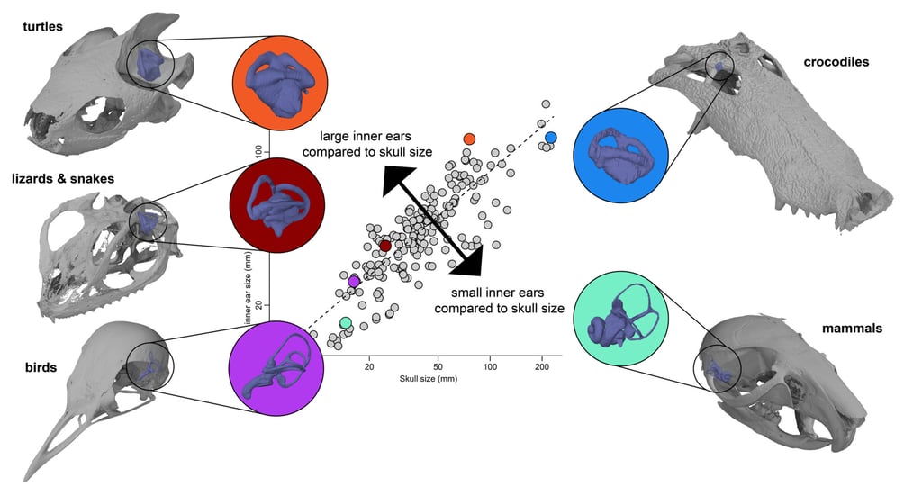 Relative inner ear sizes of major vertebrate groups compared. Turtles, birds and lizards show large inner ear sizes compared to their heads, whereas mammals and crocodiles have small inner ears. Image: Serjoscha Evers Relative inner ear sizes of major vertebrate groups compared. Turtles, birds and lizards show large inner ear sizes compared to their heads, whereas mammals and crocodiles have small inner ears. Image: Serjoscha Evers