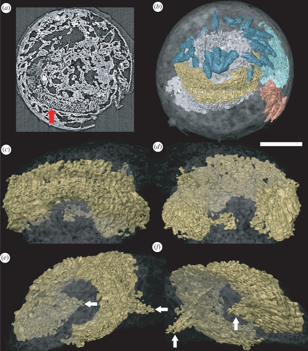 A reconstruction of the fossilised head of the Markuelia hunanensis. Photo: The Royal Society