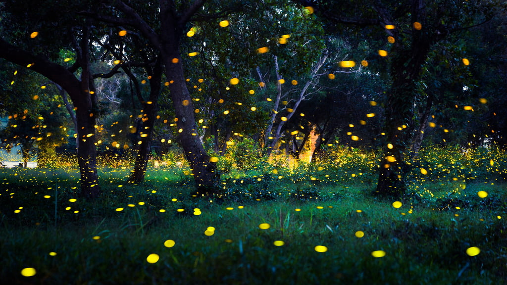 A firefly habitat being created at Henderson Land’s new development in Fanling North will replicate the insect’s natural environment to help boost its population. Photo: Shutterstock