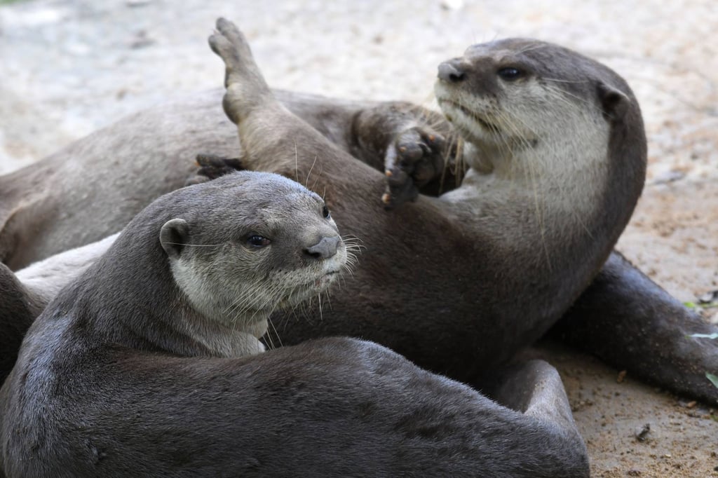 Otter numbers have risen to some 170 in Singapore, with rising reports of encounters with humans. Photo: AFP