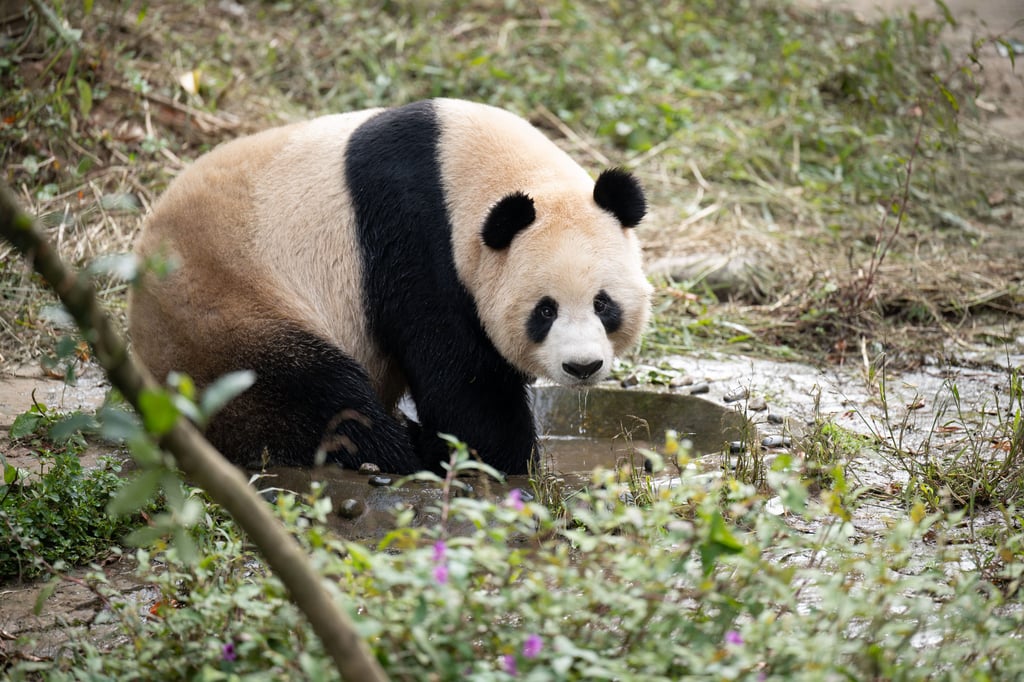 Jing Jing plays at his home in Sichuan. Photo: Xinhua Jing Jing plays at his home in Sichuan. Photo: Xinhua