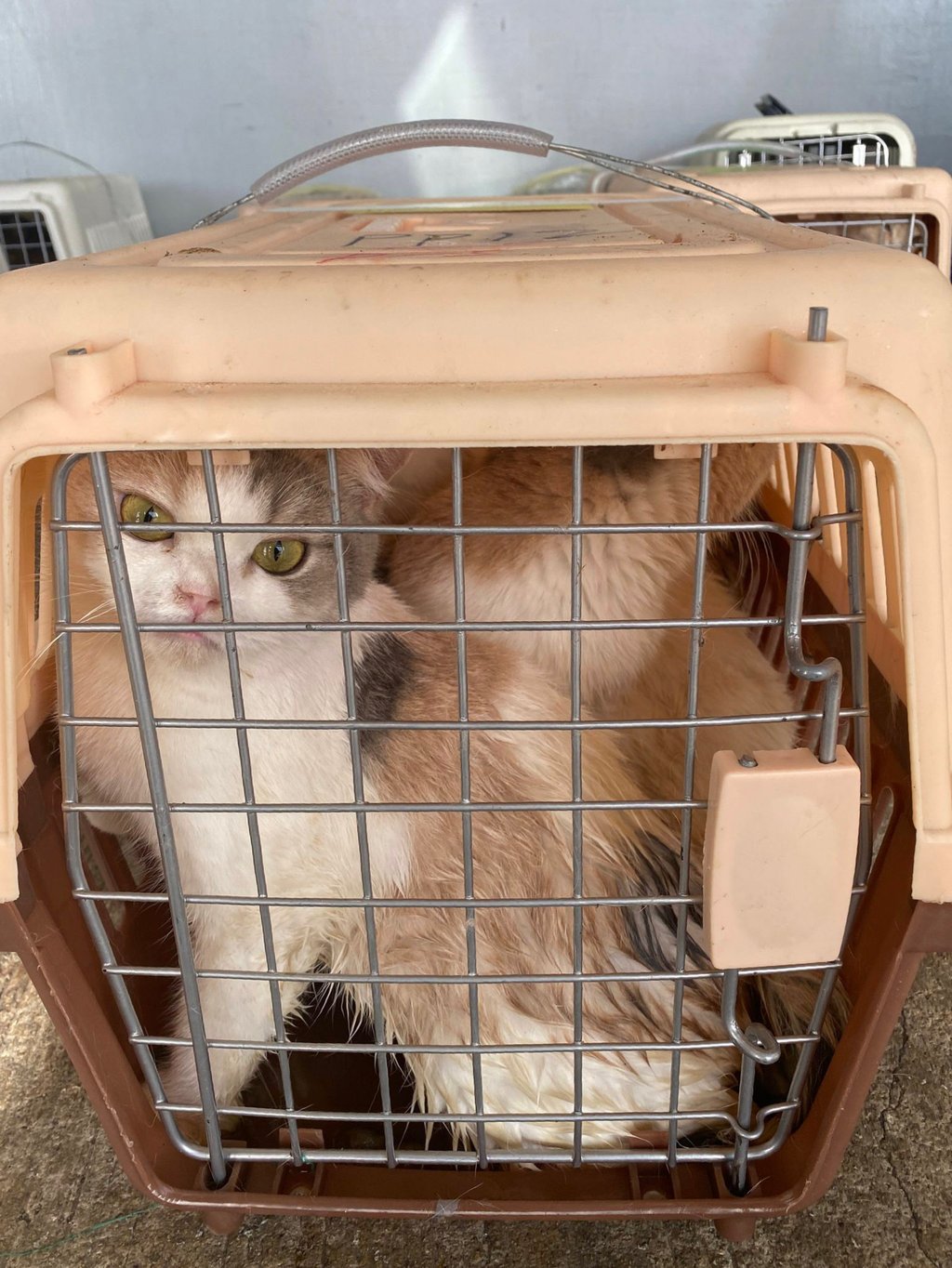 Some of the kittens that were rescued in a joint anti-smuggling operation in Ha Pak Lai on Thursday. Photo: Handout Some of the kittens that were rescued in a joint anti-smuggling operation in Ha Pak Lai on Thursday. Photo: Handout