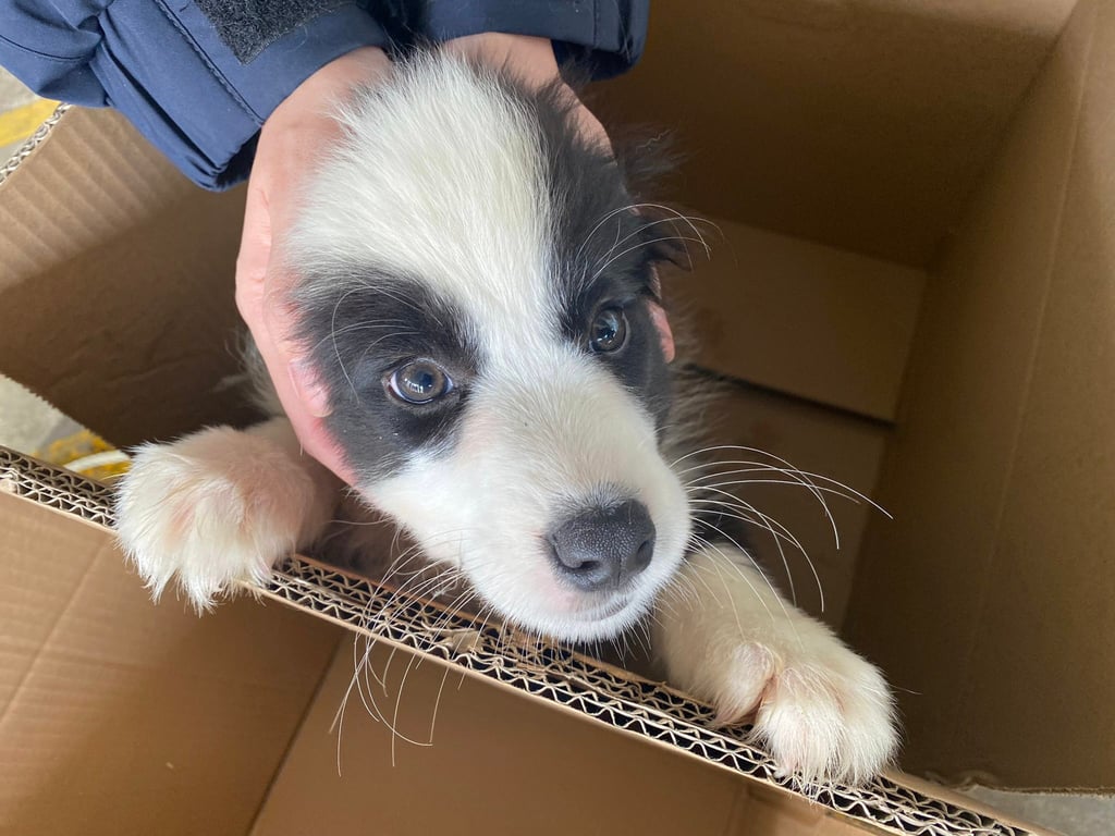 One of the puppies rescued in a joint anti-smuggling operation in Ha Pak Lai. Photo: Handout One of the puppies rescued in a joint anti-smuggling operation in Ha Pak Lai. Photo: Handout