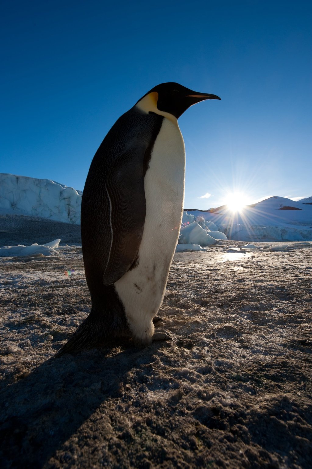 An Emperor penguin in the Antarctic in a still from Frozen Planet II. The six-part documentary series features animals threatened with extinction. Photo: BBC Studios