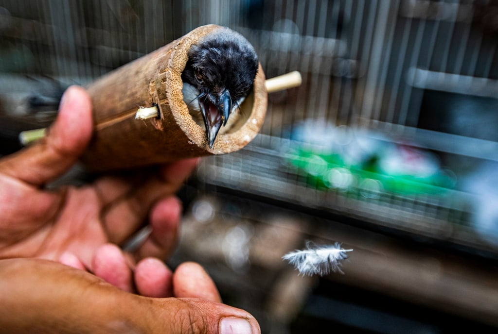 A bird is transported in a bamboo tube to the Denpasar bird market in Bali. Photo: Paul Hilton A bird is transported in a bamboo tube to the Denpasar bird market in Bali. Photo: Paul Hilton