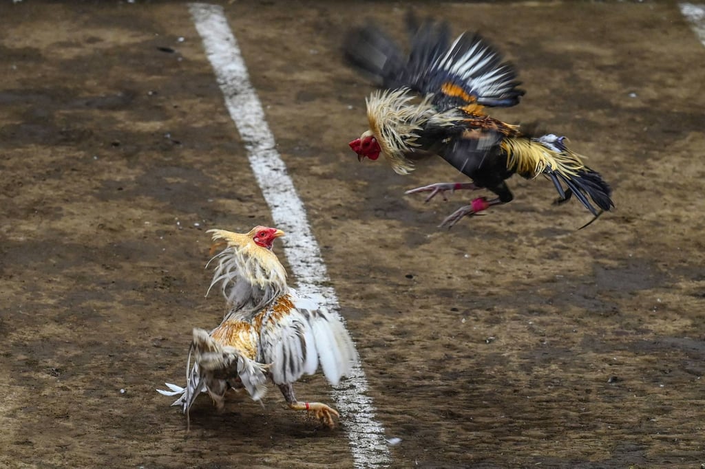Gamecocks fight during a cockfighting match at the San Pedro Coliseum in Laguna province, Philippines. Photo: AFP