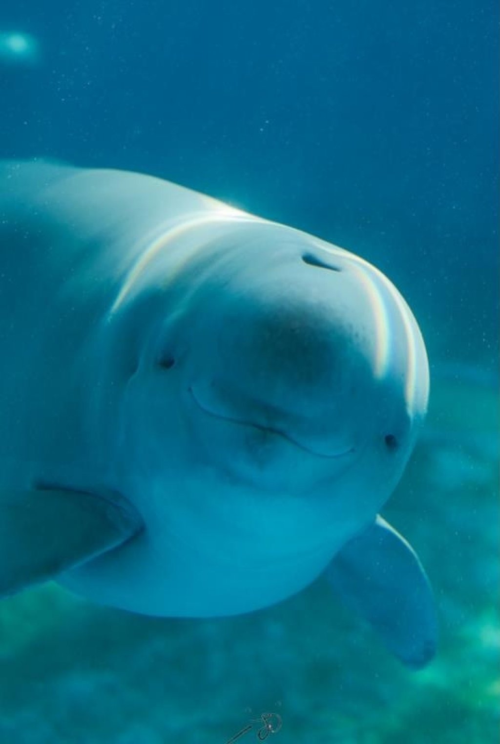 A 28-month-old finless porpoise was named Hanbao on Monday by an online competition. Photo: China Daily