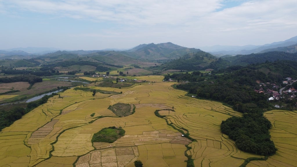 A rice paddy is ready for harvesting in Oudomxay province – a field set to be turned into corn. Photo: Aidan Jones A rice paddy is ready for harvesting in Oudomxay province – a field set to be turned into corn. Photo: Aidan Jones