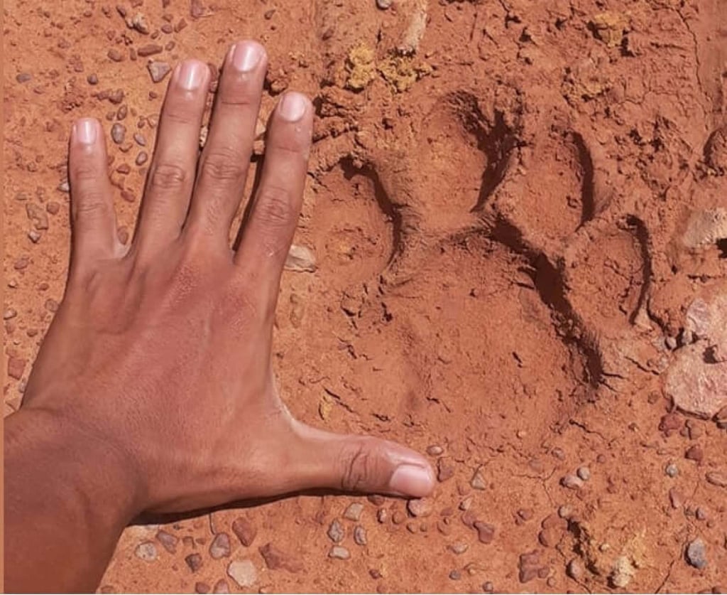 A tiger paw print was found near a village east of YP Olio’s site in 2020. Photo: Handout A tiger paw print was found near a village east of YP Olio’s site in 2020. Photo: Handout