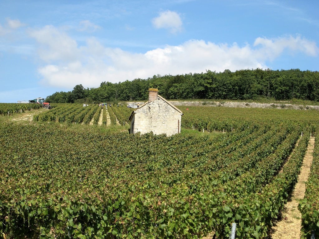 Vineyards in Burgundy are mostly planted to pinot noir and chardonnay grapes. Photo: Cocktail Steward