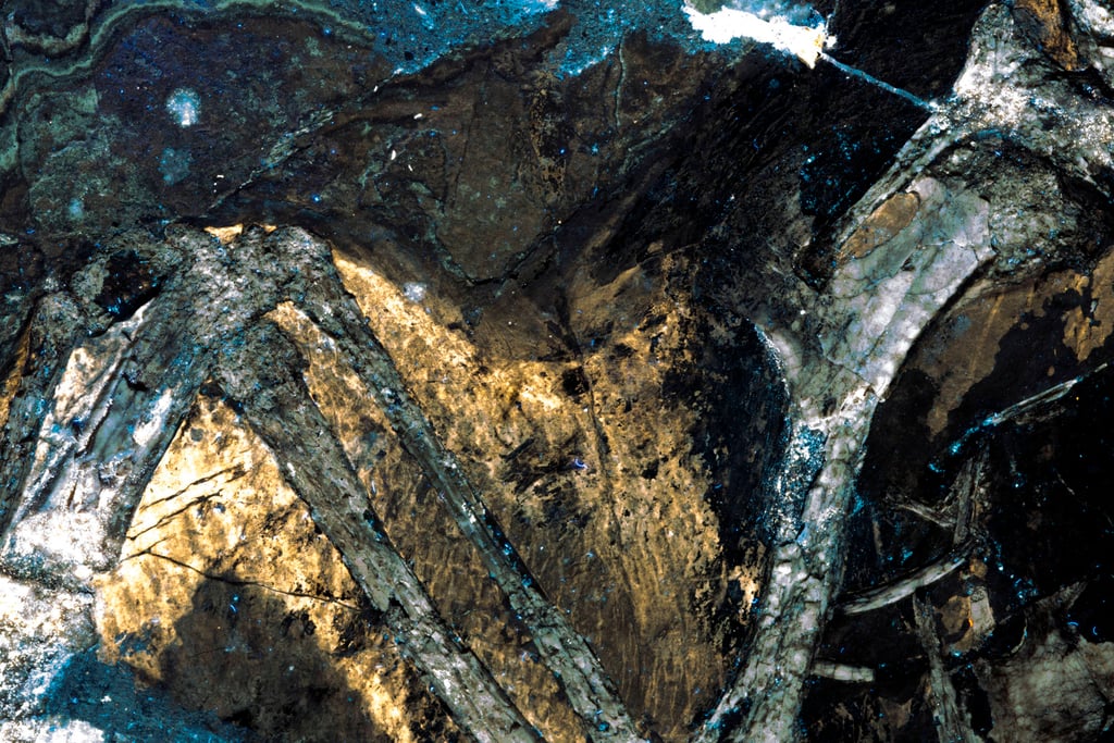 Laser imaging of Confuciusornis shows residual skin chemistry and a ligament controlling the tension of the wing’s leading edge (yellow stripe). Photo: Michael Pittman