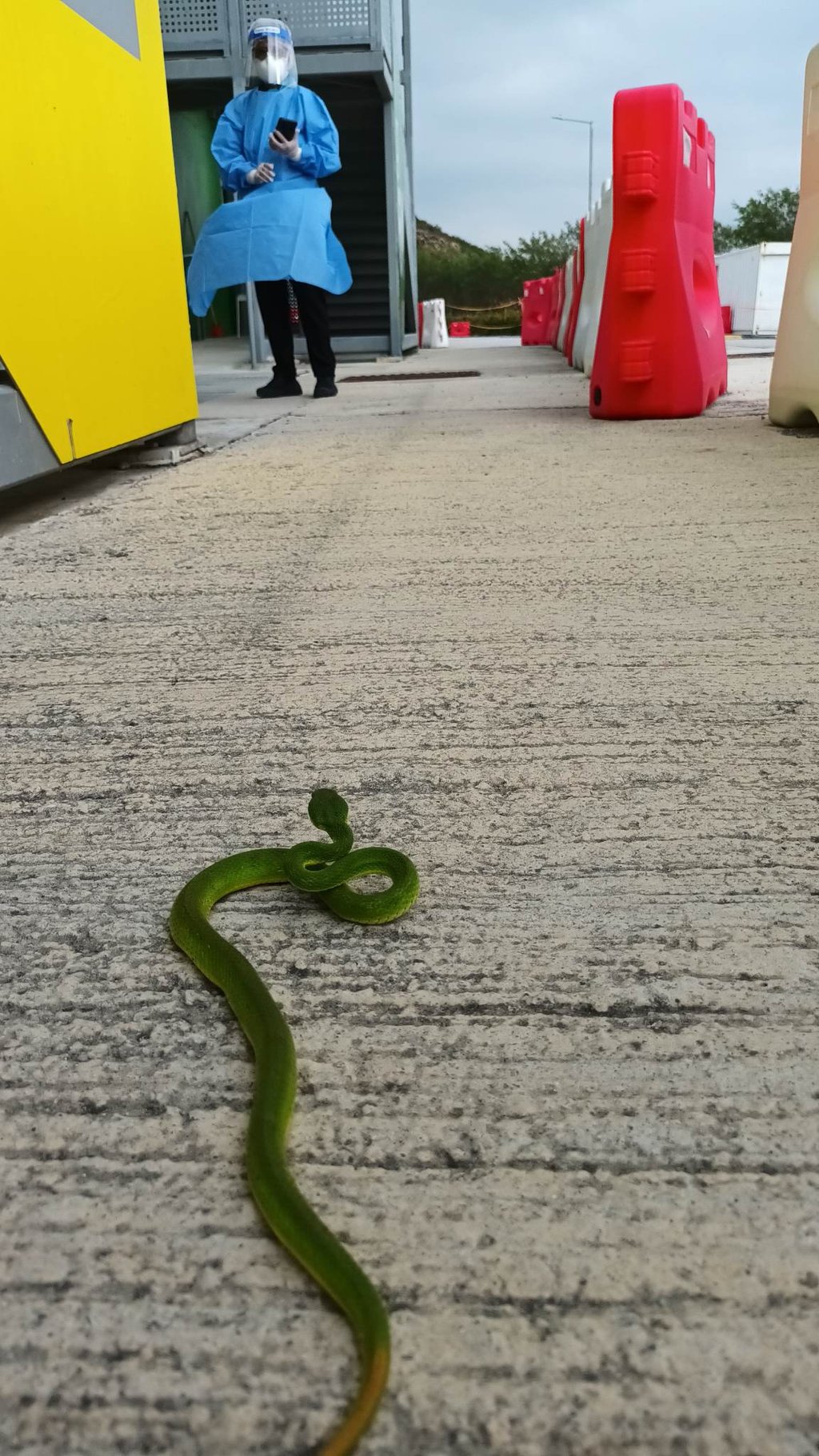 A venomous bamboo snake slithering around Penny’s Bay, the Hong Kong government’s Covid isolation facility. Photo: William Sargent A venomous bamboo snake slithering around Penny’s Bay, the Hong Kong government’s Covid isolation facility. Photo: William Sargent