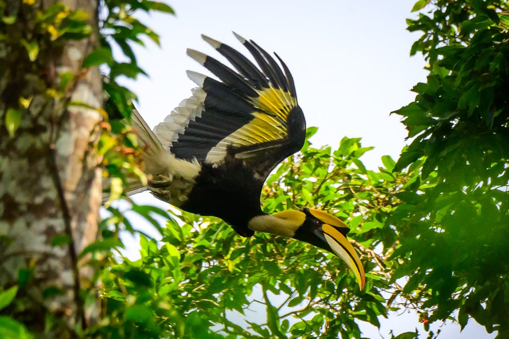 Great pied hornbills are one of the many species endemic to Valparai. Photo: Mladen Antonov/AFP