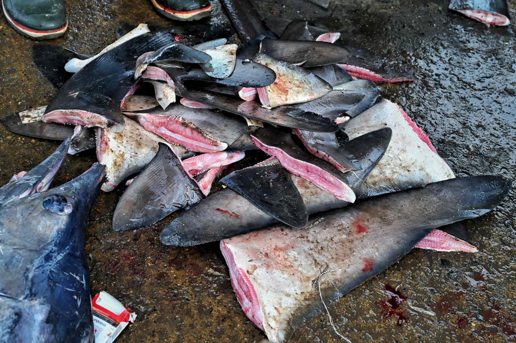 Shark fins at a fishing port in Banda Aceh, Indonesia. Photo: AFP