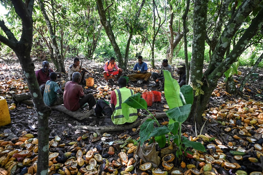Farmers extract cocoa beans at a plantation near Bringakro, Ivory Coast on Thursday. Photo: AFP Farmers extract cocoa beans at a plantation near Bringakro, Ivory Coast on Thursday. Photo: AFP