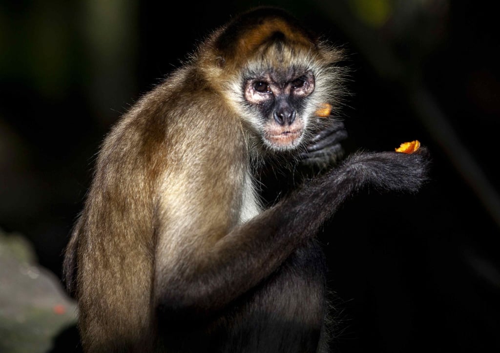 A spider monkey is seen in a zoo in Nicaragua. Researchers said the animal was likely ‘alien to the high elevations of Teotihuacan’. Photo: EPA-EFE A spider monkey is seen in a zoo in Nicaragua. Researchers said the animal was likely ‘alien to the high elevations of Teotihuacan’. Photo: EPA-EFE