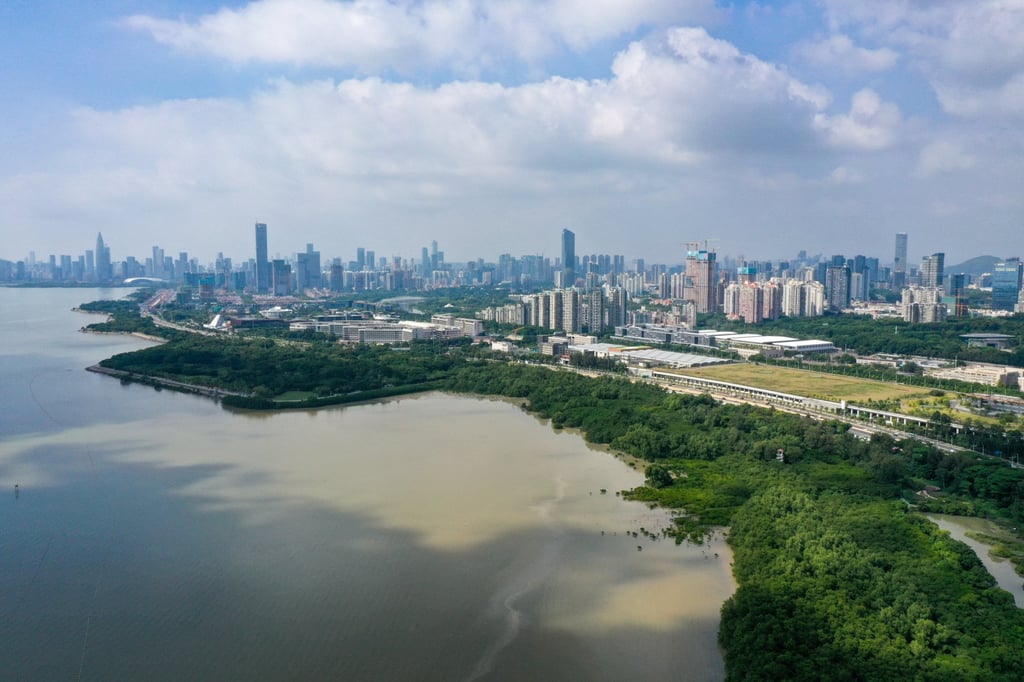 A mangrove forest along the coastal area of the Shenzhen Bay in Shenzhen, south China’s Guangdong province. Photo: Xinhua