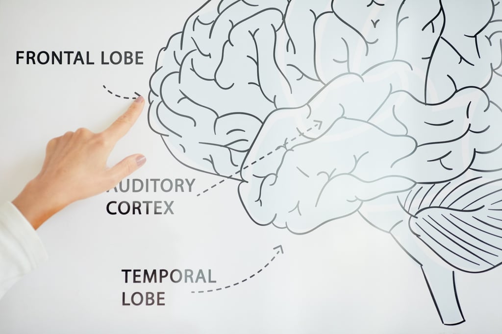 The study authors propose a “frontal preservation, temporal impairment” hypothesis to explain differences in how people’s brains age differently. Photo: Shutterstock The study authors propose a “frontal preservation, temporal impairment” hypothesis to explain differences in how people’s brains age differently. Photo: Shutterstock