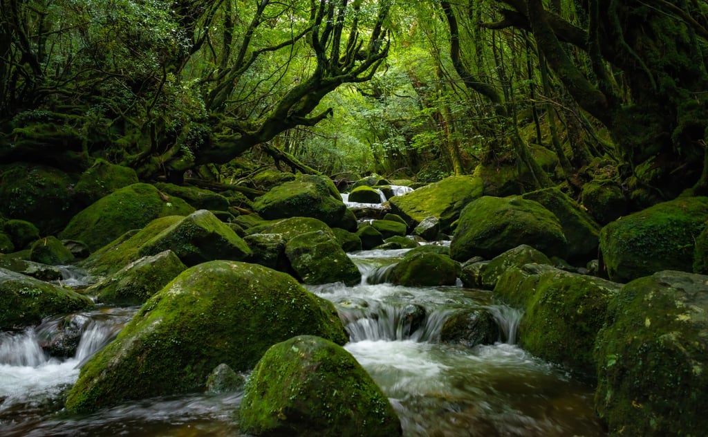 A forest on Yakushima Island in Kagoshima prefecture in Japan, a UNESCO World Natural Heritage site. Around half of the world’s economic output depends on healthy, functioning ecosystems, according to the World Economic Forum. Photo: Shutterstock A forest on Yakushima Island in Kagoshima prefecture in Japan, a UNESCO World Natural Heritage site. Around half of the world’s economic output depends on healthy, functioning ecosystems, according to the World Economic Forum. Photo: Shutterstock